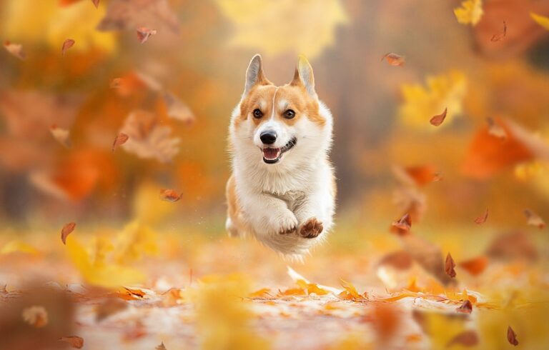 Dog in Autumn